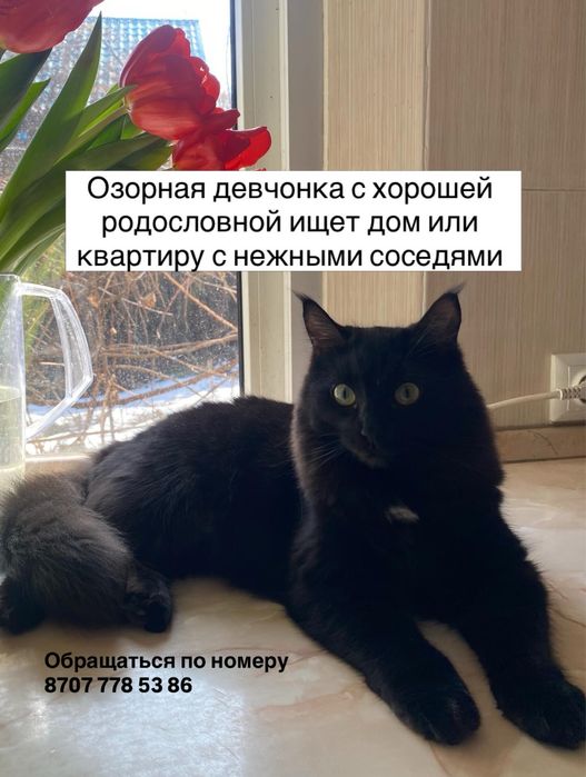 Отдам кошечку порода мейнкун в добрые руки