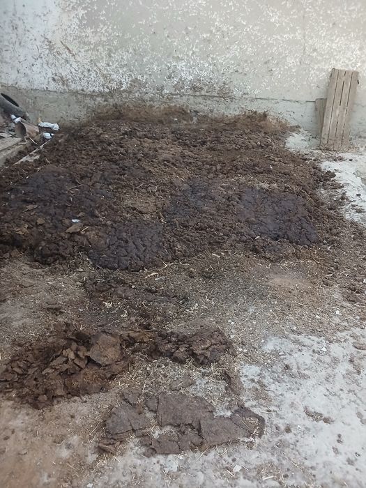 Пору жой бушатишга