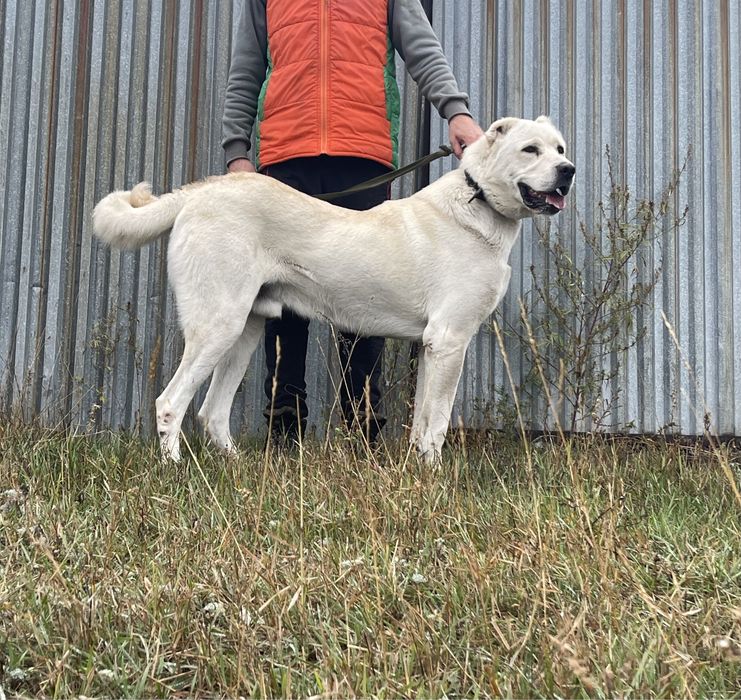 Собаки ,щенки ,акбаш ,турецкий алабай