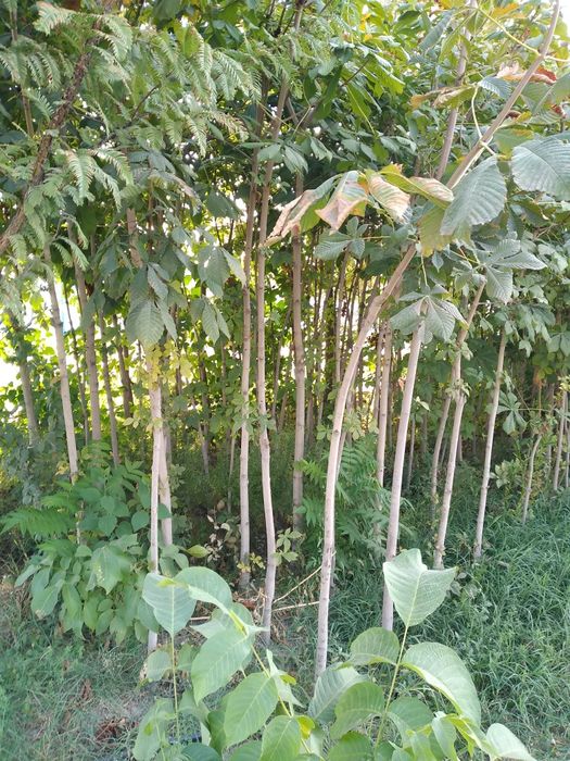 Каштаны есть от 2м до 5м количестве