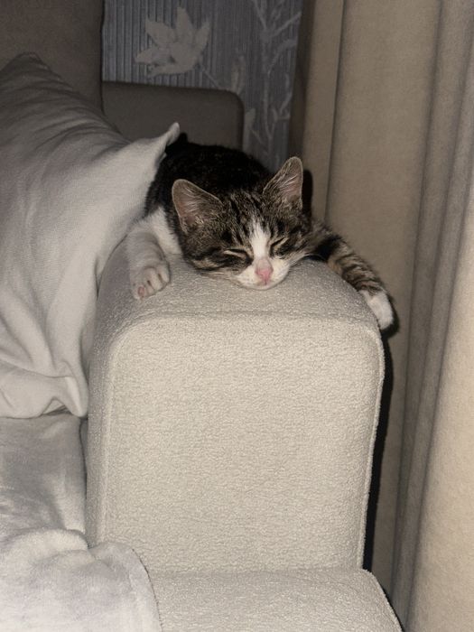 Отдам котенка мальчик