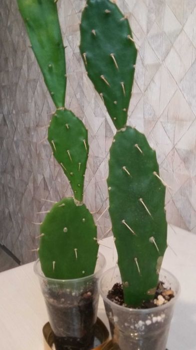 Продаю комнатные цветы разные