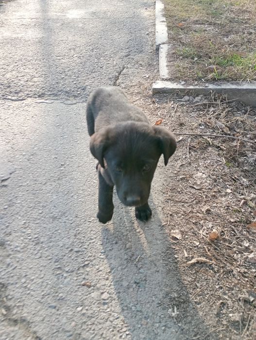 Щеночка выкинули из машины , плачет ищет дом,помогите добрые люди