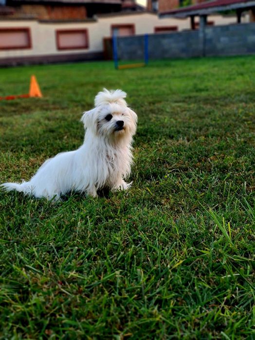 Малтийска болонка-момчета