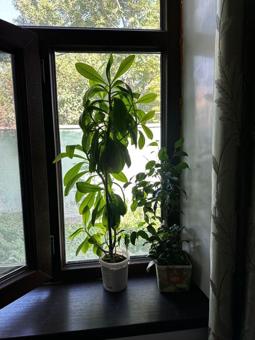 Цветы в горшке