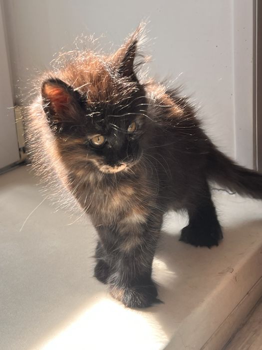 Котенок Мейн кун