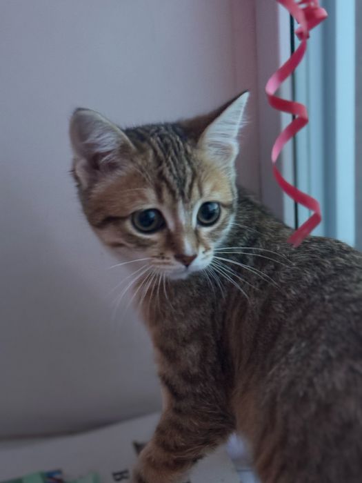 Потерялся котенок