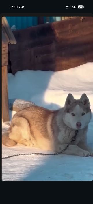 Отдам собаку в хорошие руки