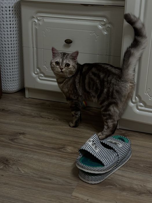 кот в добрые руки