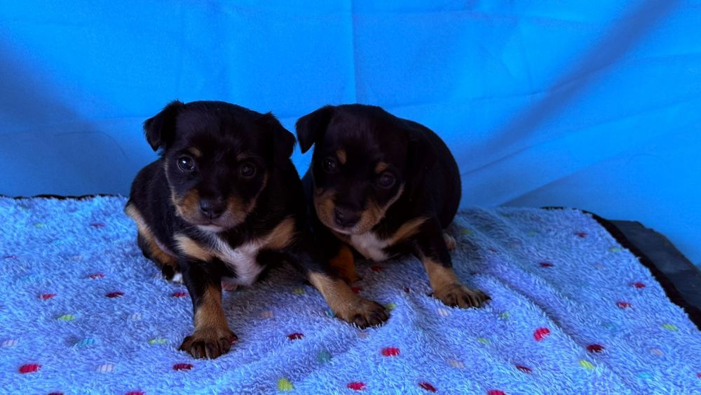 Русский той терьер