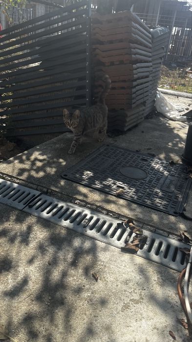 Donez pui de pisica tigrata 6 luni