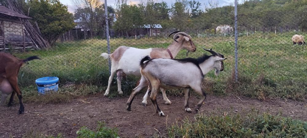 Capre și iedute de vanzare