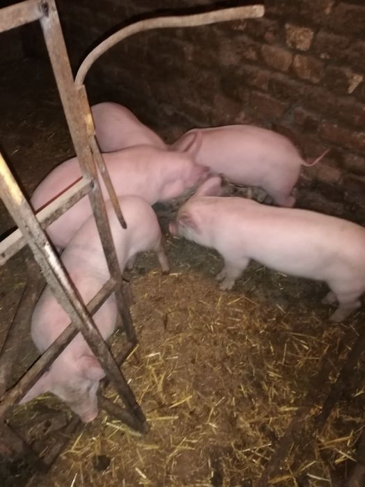 Продавам малки прасенца