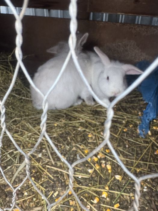 Vand iepuri mici ,cap de leu cu gaini mari