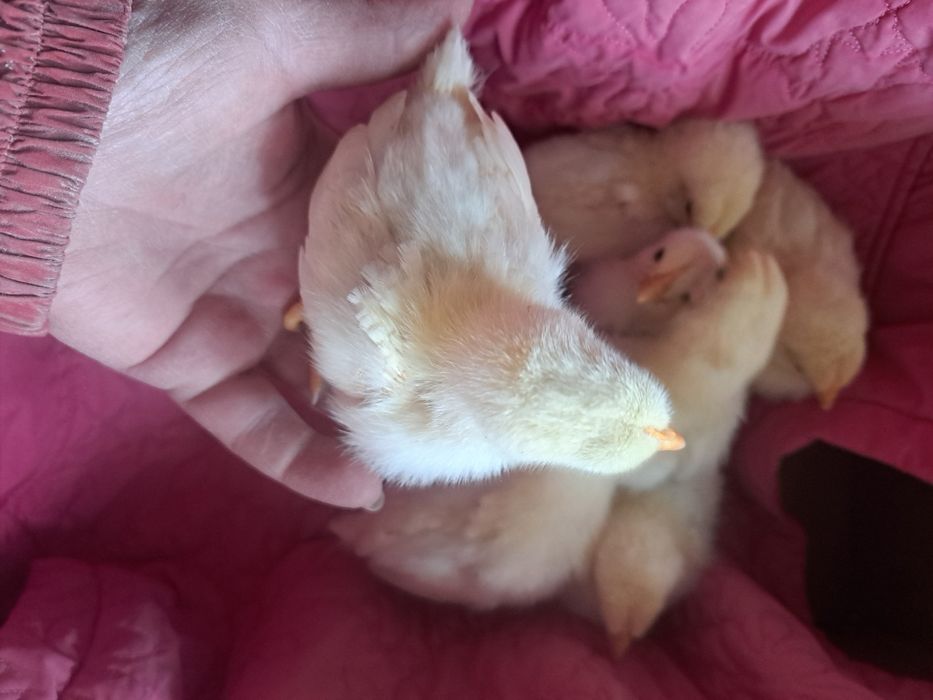 Петлета Иса Браун