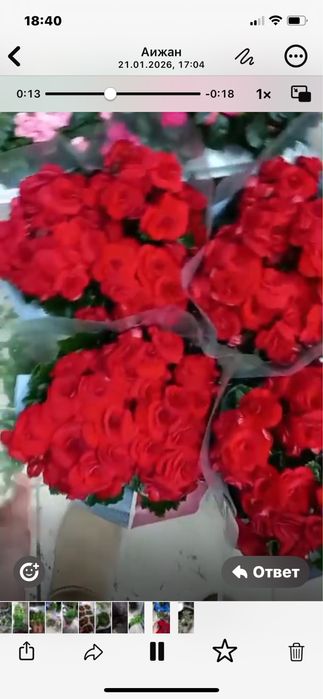 Бегонии,Каланхоии ,Азалии -Цикас,Аглоанемы.