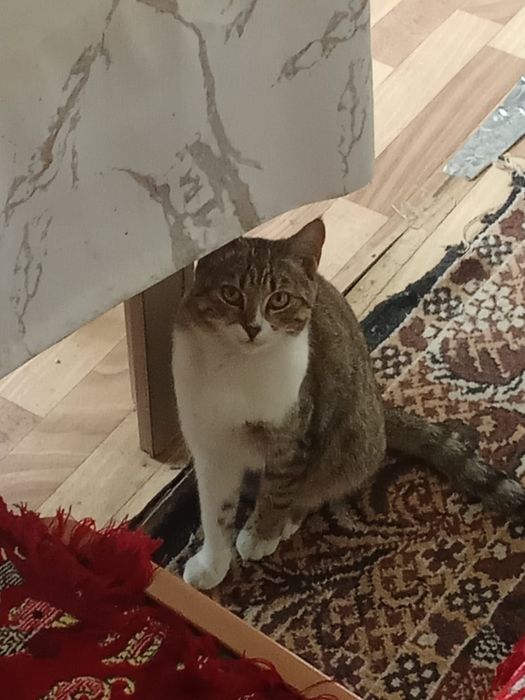 Отдадим котят в добрые руки