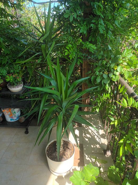 Стайна палма юка многогодишна