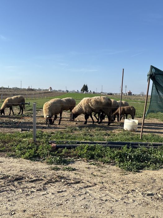 Vând berbec carabaș