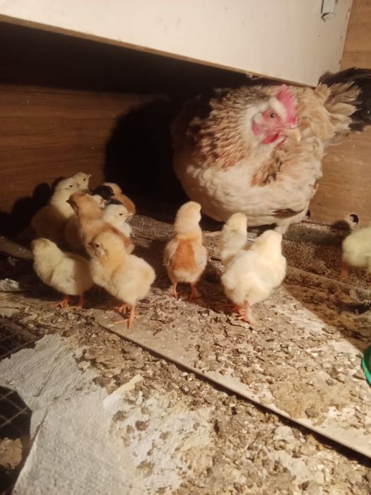 Продам домашних цыплят