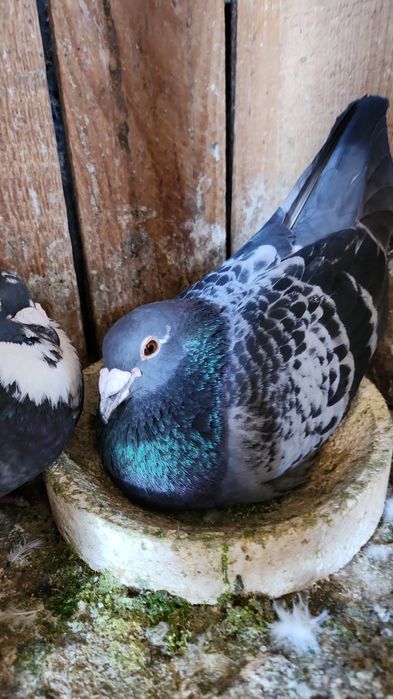 Porumbei voiajori lot 18 buc