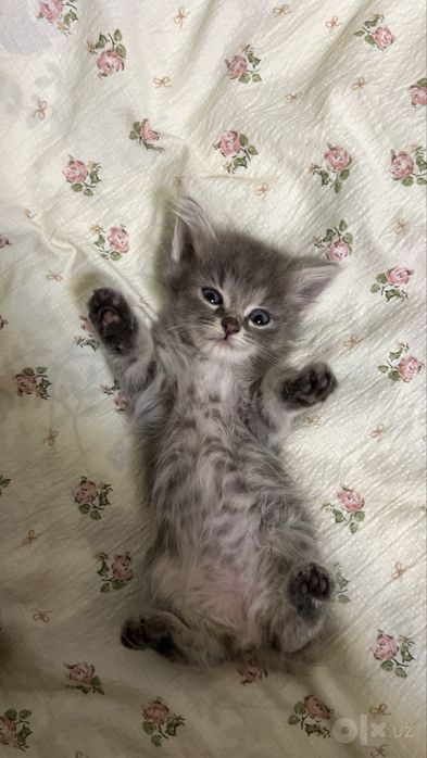 Продается котенок