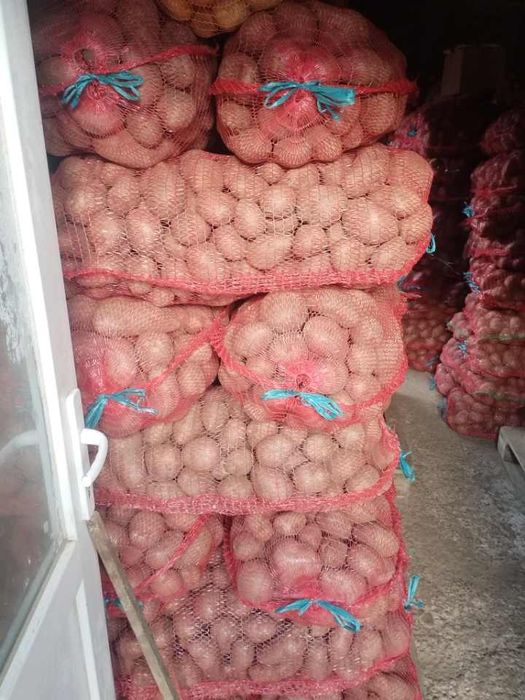 Cartofi consum rosu si alb