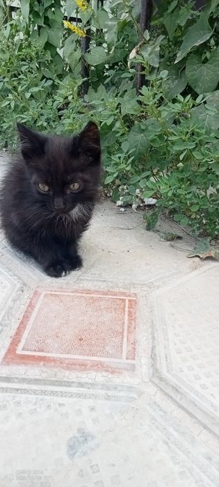 Адам хорошо  рука