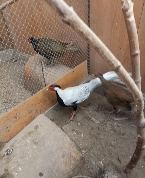 Фазан - кыргауыл