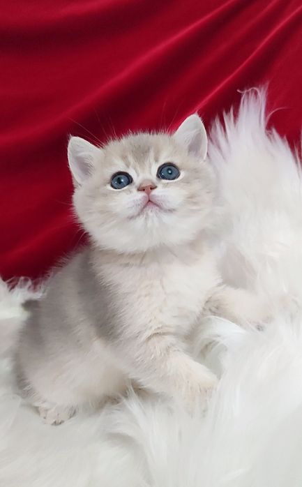 Девочка голубое золото шиншилла