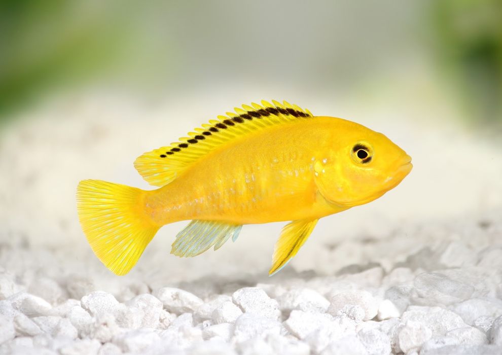 yellow toza qon