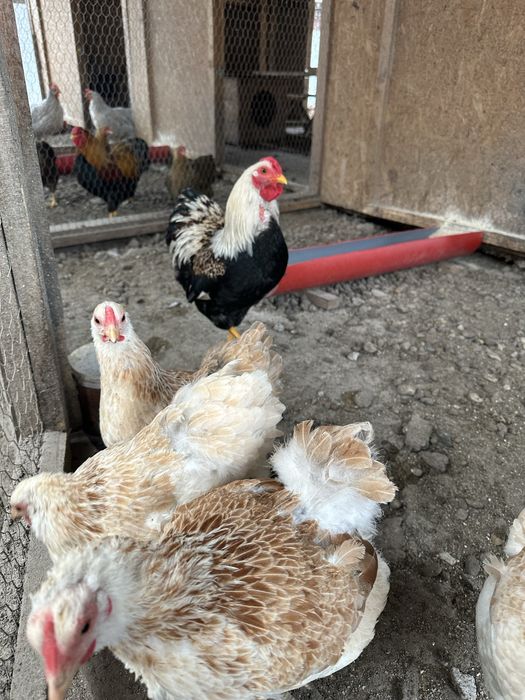 Familie de Wyandotte pitic somon