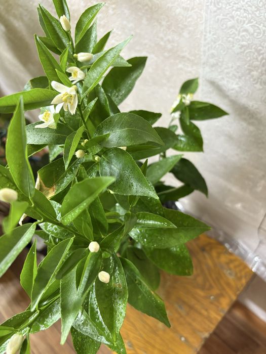 Лимон дерево. Сорт Пандероза. Возраст 3-4 летки.