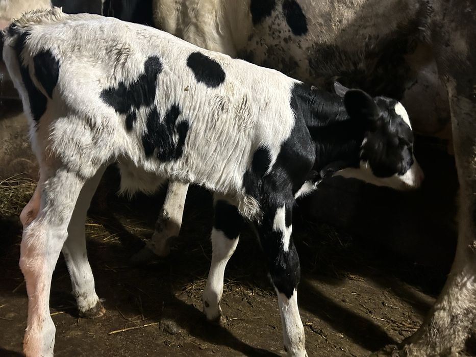 Vand vitei de cateva zile