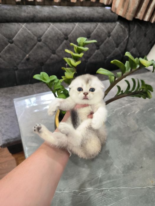 Котята от правильной вязки