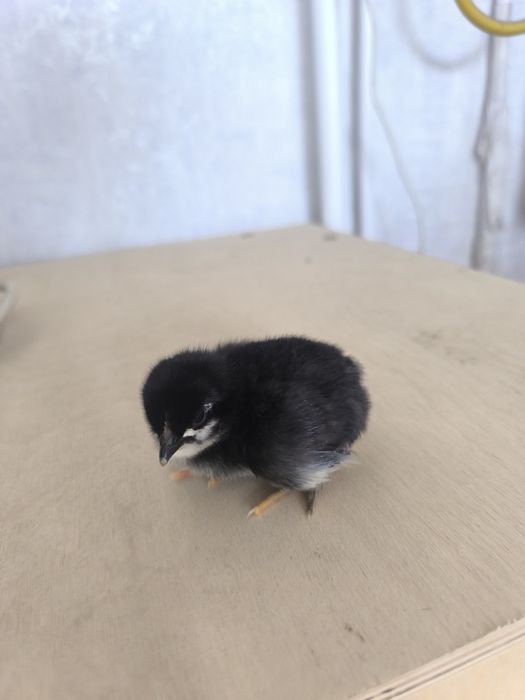 Цыплята домашние