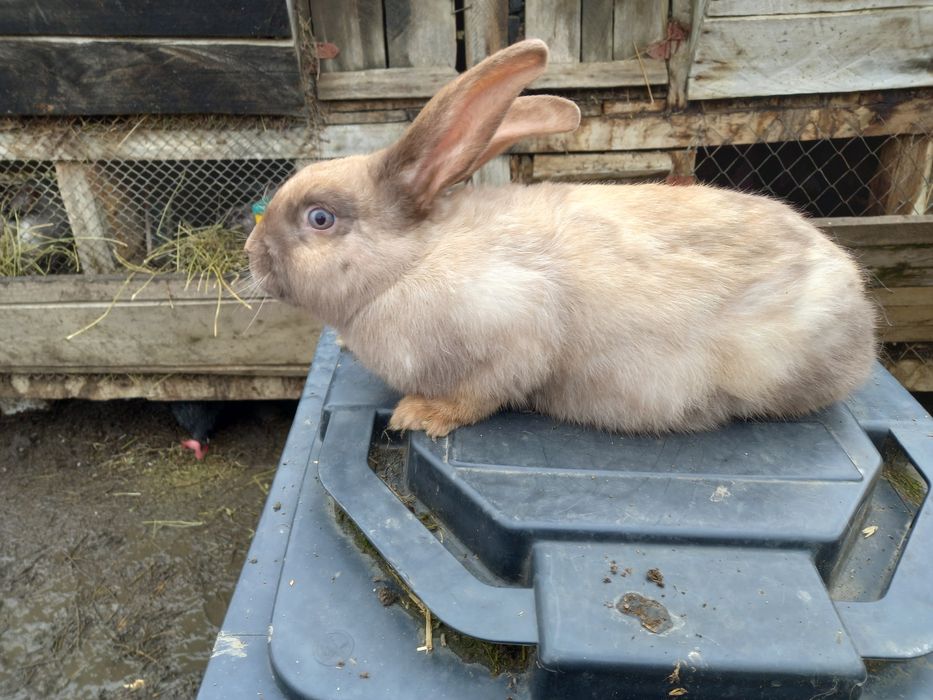 Iepuri de rasa secuiesc