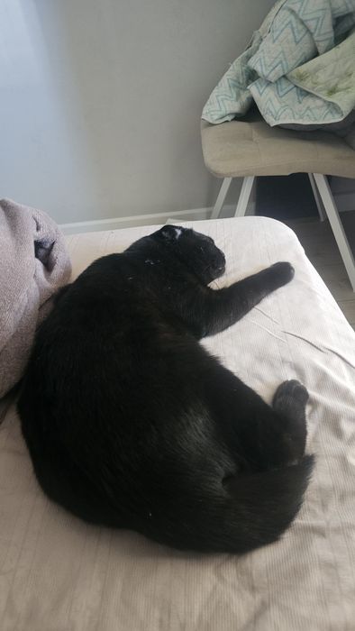 Продаю умного котёнка