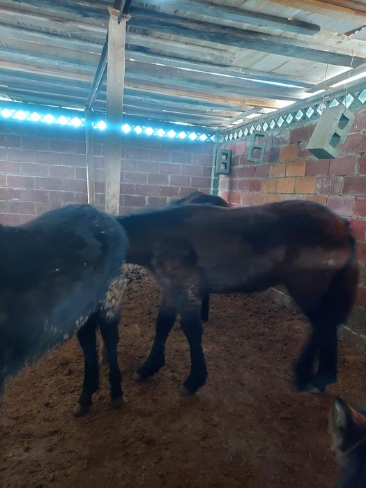 Жабағы еркек соғым