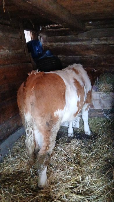 Vând 2 junici de 11luni