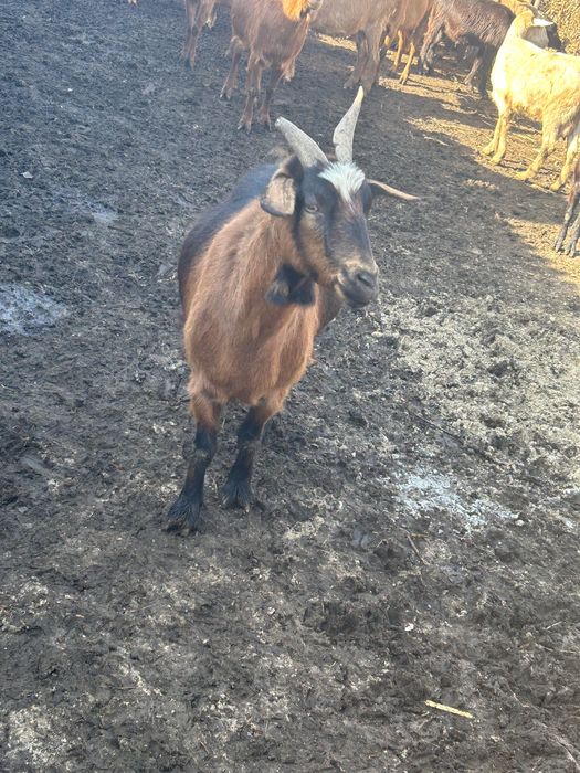 Кози, ярета и прасета за продаване