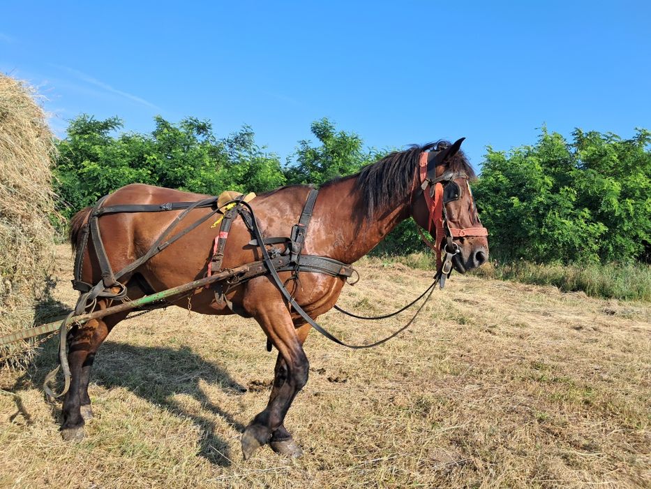 CAL  de vânzare preț 100 milioane 2000 euro