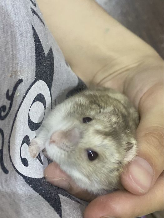 Хоми ищет добрые ручки