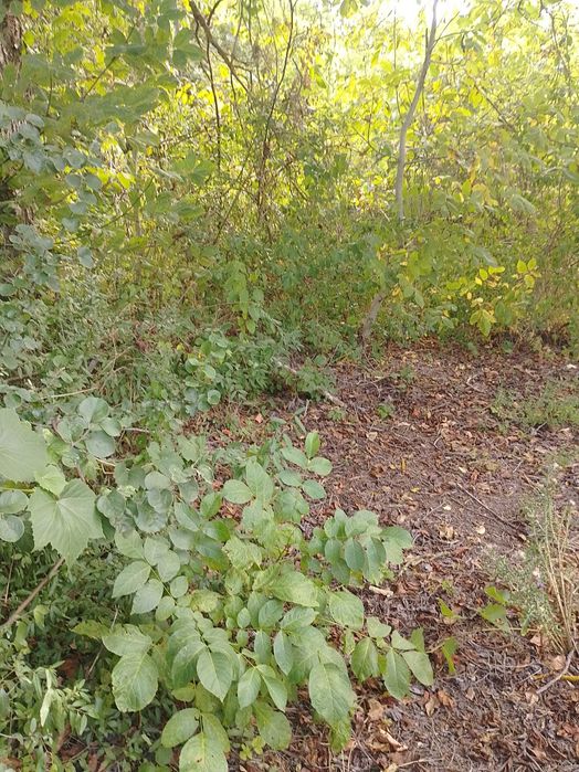 504-Продава се лозе в местността "Исперихски път"!