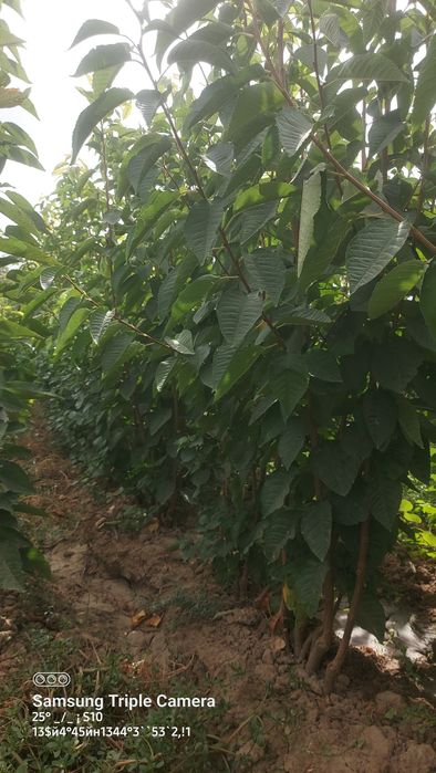 Саженцы. Жемыс талдар