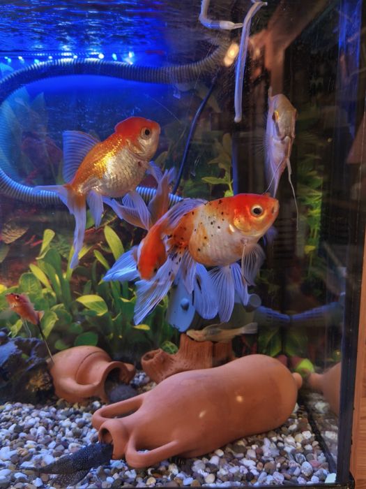 Продавам златни рибки