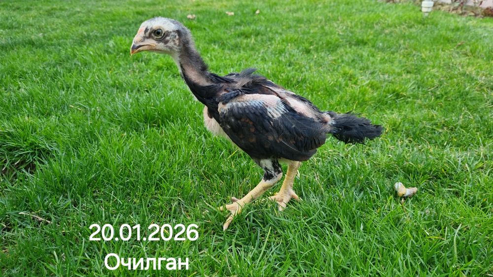 Шомо хуроз жужалари! 20 дона бор.