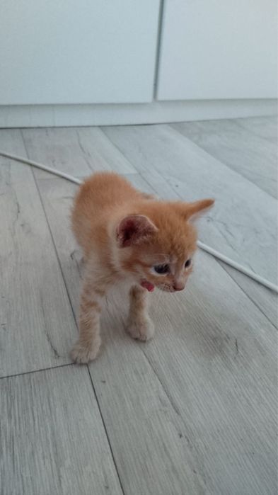 Зеберите кошку даром