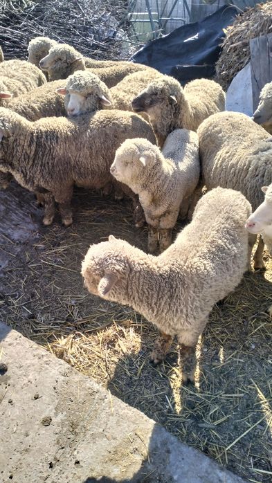 Vînd oi miei și bere ecuti.