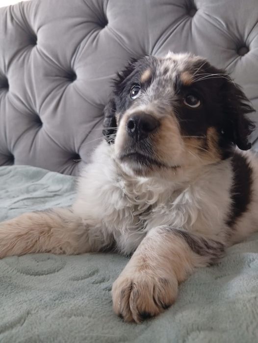 Отдам щенка в добрые руки!